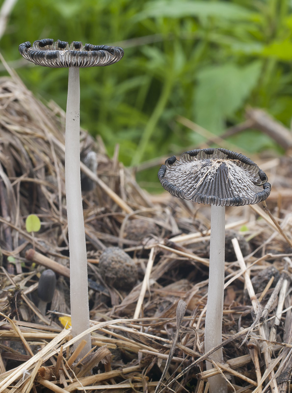 Coprinopsis cinerea